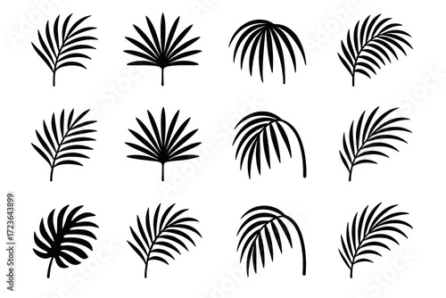 Airy vector palm drooping burst elegant natural icon deep leaf frond