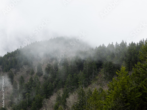 Foggy Weather at Mt. Mitchell in the Black Mountains of Western North Carolina