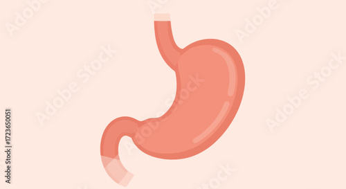 Illustration of a human stomach on a light background.