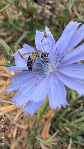A Bee Engaged in Pollinating a Beautiful Chicory Flower in the Natural Environment