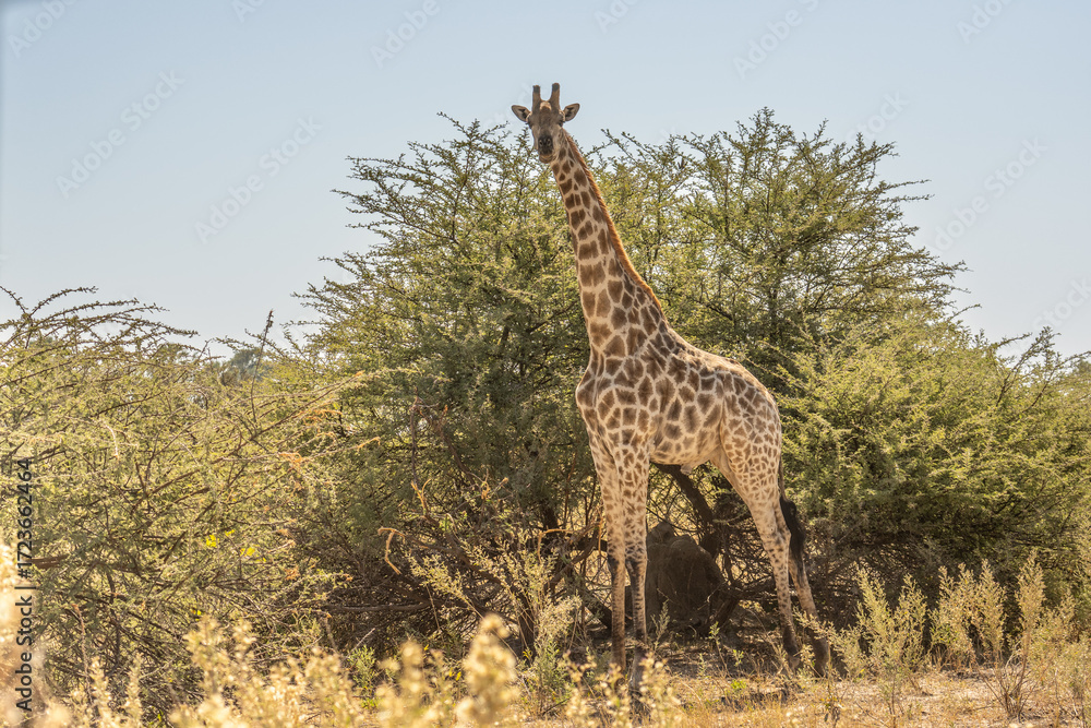 Fototapeta premium This adult rothschild giraffe (Giraffa camelopardalis rothschildi) is seen walking through open grassland.