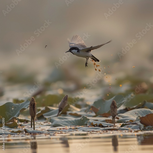 Bulbul in flying 