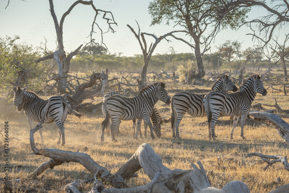 Obraz premium herd of zebras in the African savanna at sunset botswana