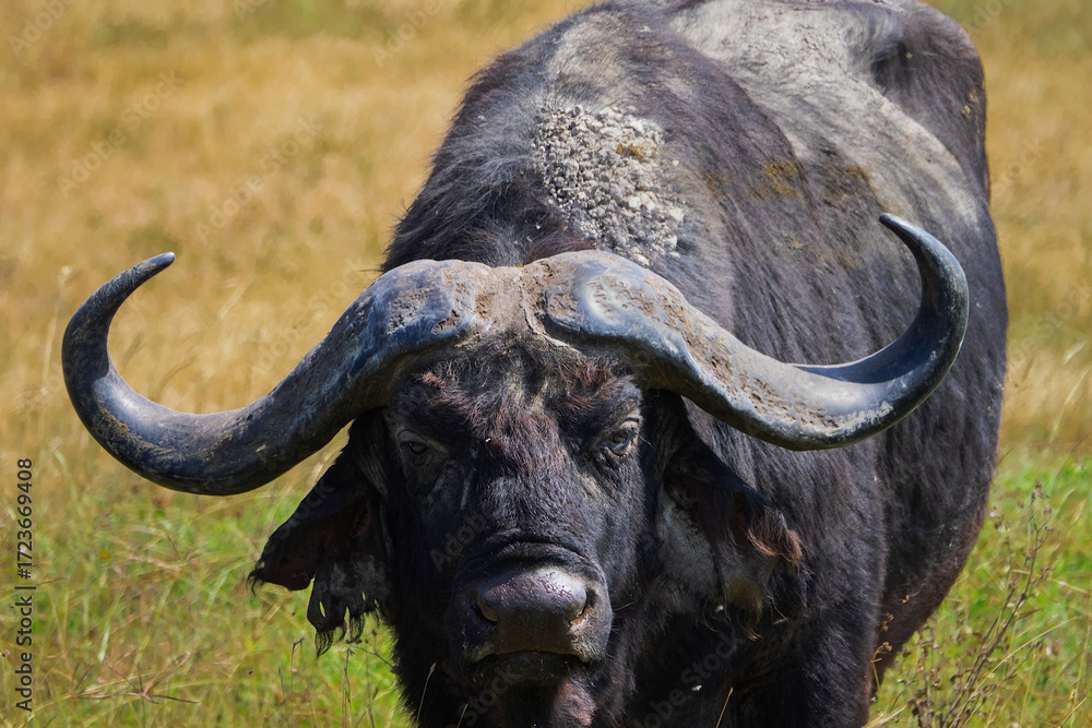 Naklejka premium Close-up fierce African buffalo staring menacingly in the hot savannah, Tanzania