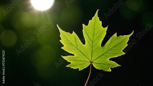 A single green leaf sits atop a rock, possibly in a natural setting or used as decoration