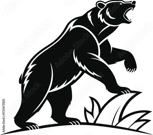 Black bear roaring standing 