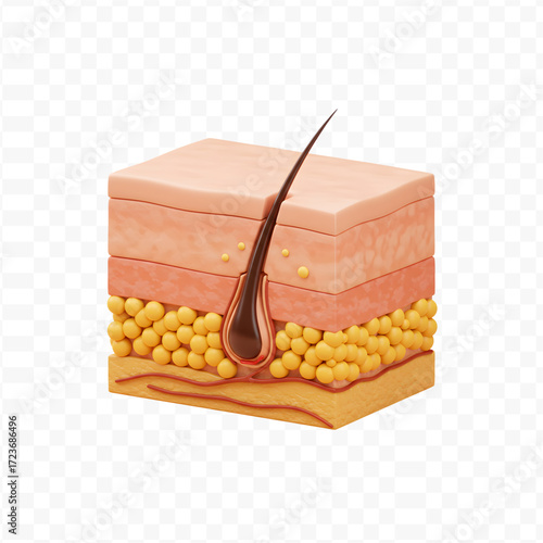 Human Skin Layers and Hair Follicle 3D Diagram