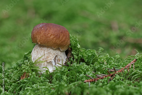 Wild forest mushroom close up photography low angle