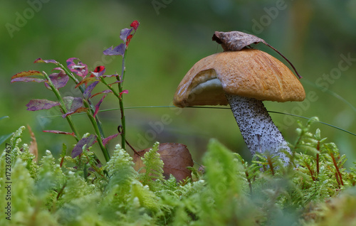 Wild forest mushroom close up photography low angle