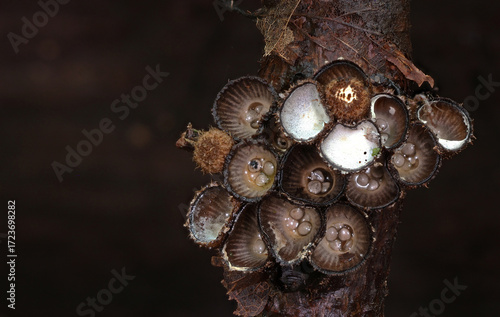 Wild forest mushroom close up photography low angle