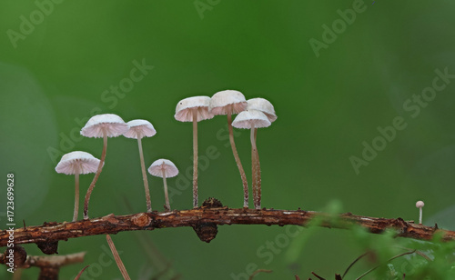 Wild forest mushroom close up photography low angle