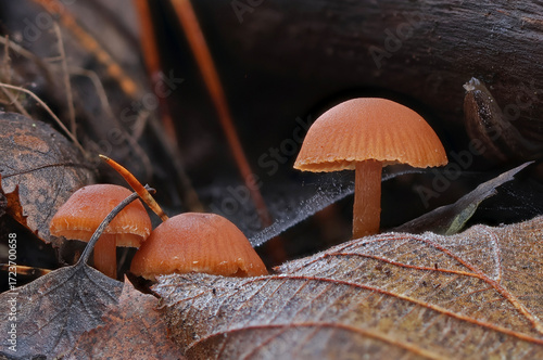 Wild forest mushroom close up photography low angle