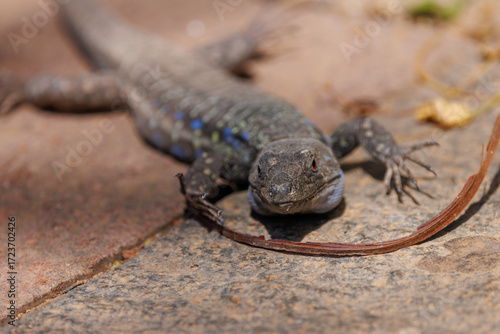 Tenerife Lizard on Stone