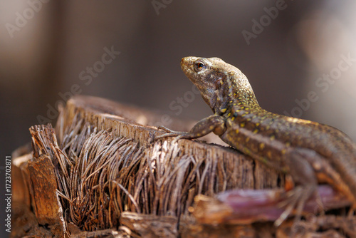 Tenerife Lizard on a Palm Trunk