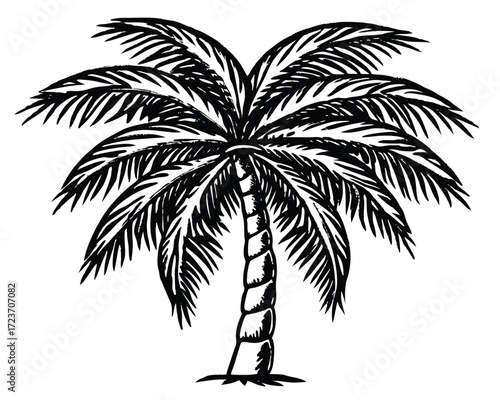 Detailed black and white line drawing of a tropical palm tree with intricate leaf and trunk details