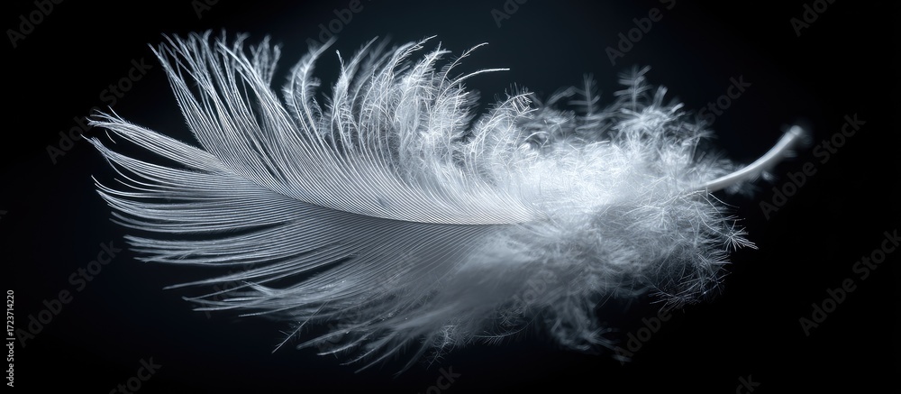 Fototapeta premium Delicate white feather in motion against a dark background