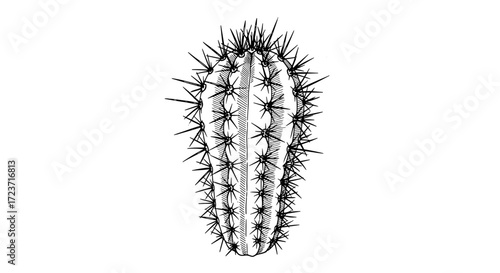 Detailed monochrome sketch of a spiky cactus on white backdrop