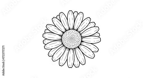 Elegant single daisy flower drawing with detailed outline and texture