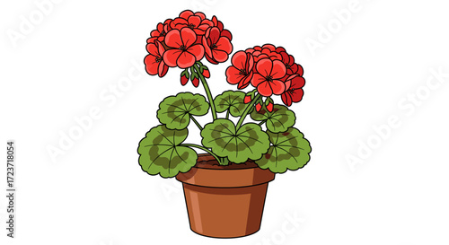 Red Geranium Illustration in a Clay Pot, White Background