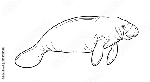 Hand drawn line art of a manatee marine mammal.