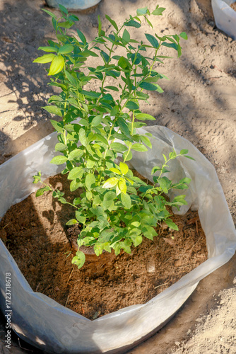 a newly planted blueberry bush