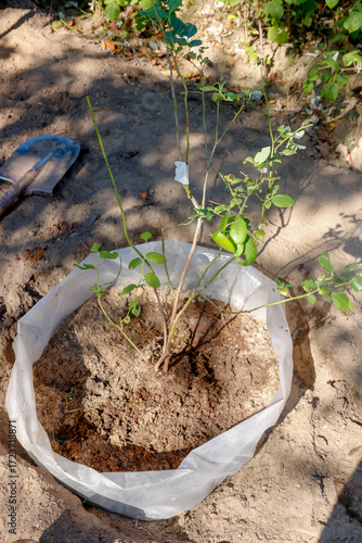 a newly planted blueberry bush in the garden