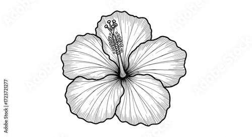 Black and white hibiscus flower botanical illustration on clean backdrop