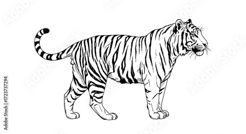 Graphic Black and White Illustration of a Powerful Tiger