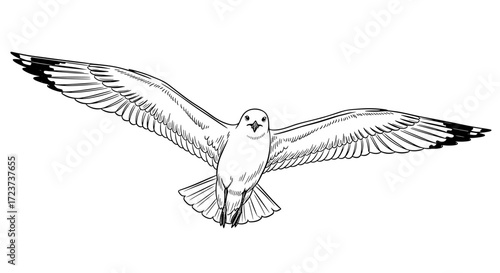 Soaring Seagull: Detailed Line Art Illustration of a Bird in Flight