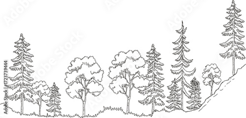 Hand drawn forest landscape, pine and deciduous tree sketch, black and white illustration, natural scenery outline, botanical foliage drawing, vintage style art