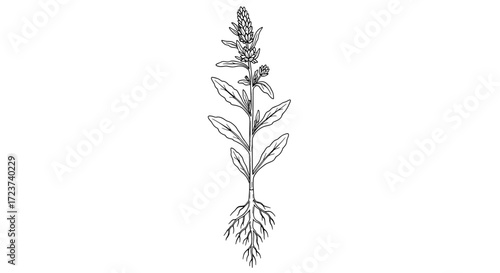 Elegant Black and White Botanical Illustration of a Flowering Plant