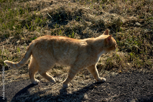 On a bright sunny day, a red-haired stray cat is walking along the street, the sun is shining on his fur