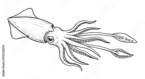 Detailed Squid Illustration: Graphic Marine Animal in Black and White