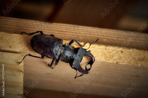 A stag beetle (horned beetle, Lucanus cervus) is crawling along a wooden pallet, a very beautiful and rare insect, a beautiful large beetle
