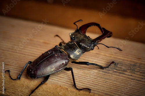 A huge stag beetle (horned beetle, Lucanus cervus) sits on a planed board, a beautiful large insect, photographed in close-up