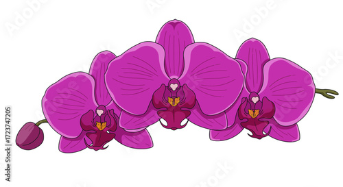 Illustration of a Cluster of Vibrant Purple Orchid Flowers.