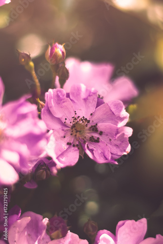 Tiny pink flowers in the garden