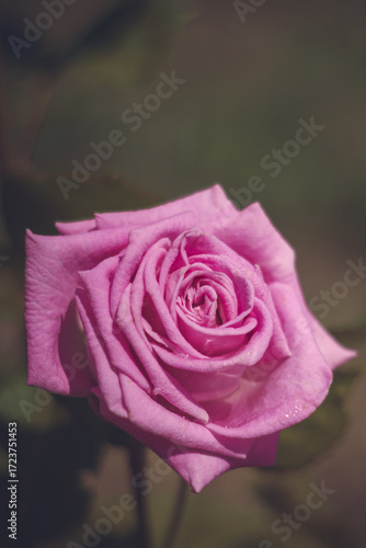 Romantic pink rose in the garden