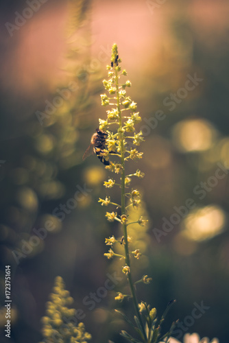 Yellow flowers in the garden, tiny bee