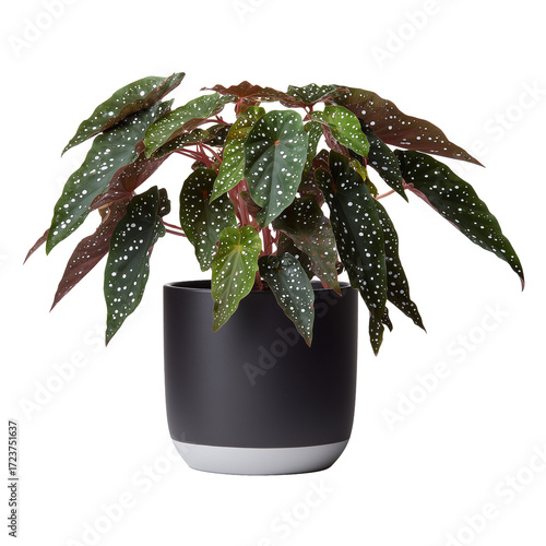 A cut-out polka-dotted begonia in a sleek black pot. Its vibrant green leaves are speckled with bright white dots, against a transparent background. 