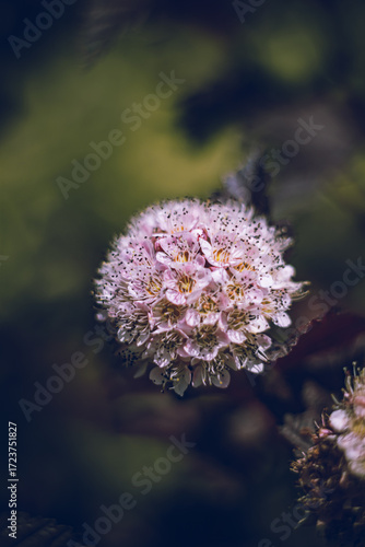 Tiny white flowers in the garden
