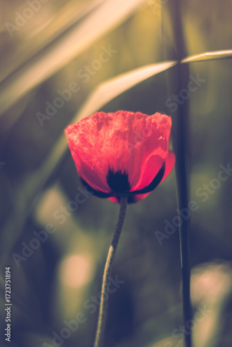 Red orange poppy in the garden
