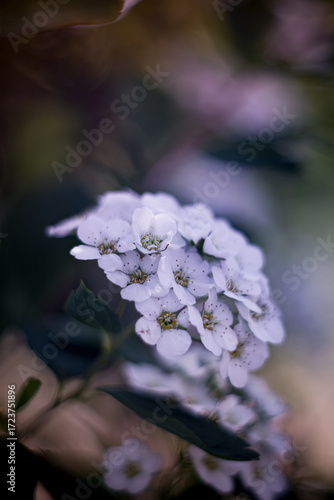 Tiny white flowers in the garden