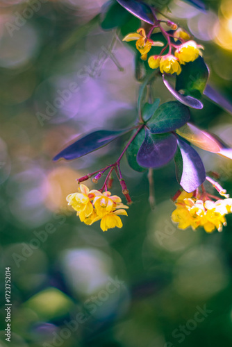 Yellow flowers in the garden