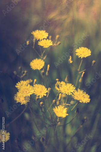 Yellow dandelions in the garden