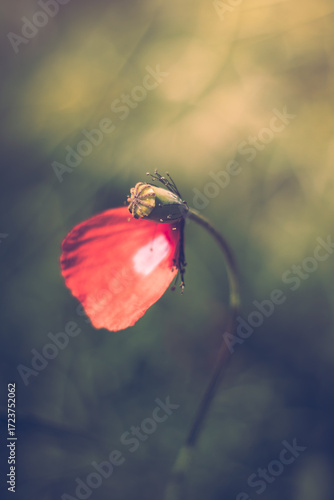 Red poppy in the garden