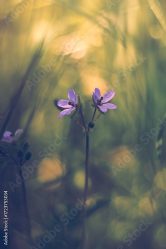spring flowers in the forest