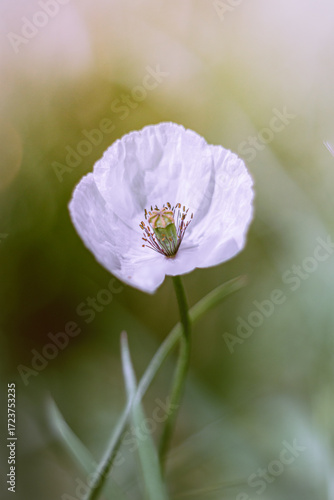 White poppy in the garden 