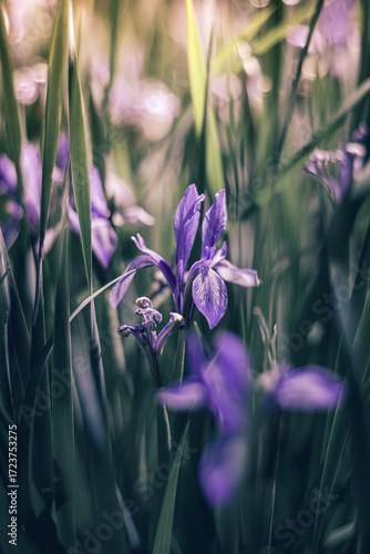 purple flowers in the garden