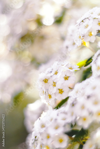 white cherry blossom